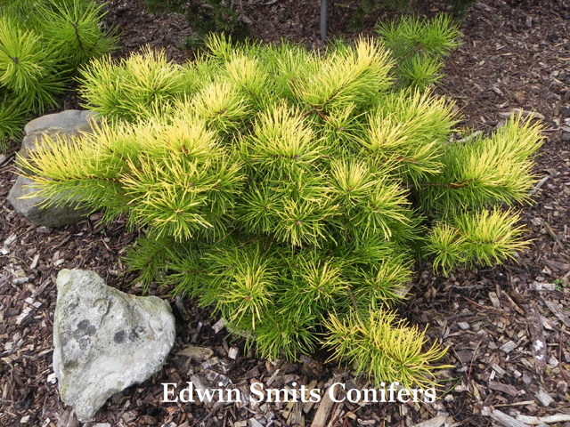 Pinus contorta 'Golden Striker'
